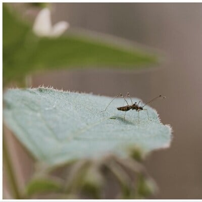 breeding-of-vector-borne-diseases-spiked-by-90%-in-delhi-in-2023:-mcd