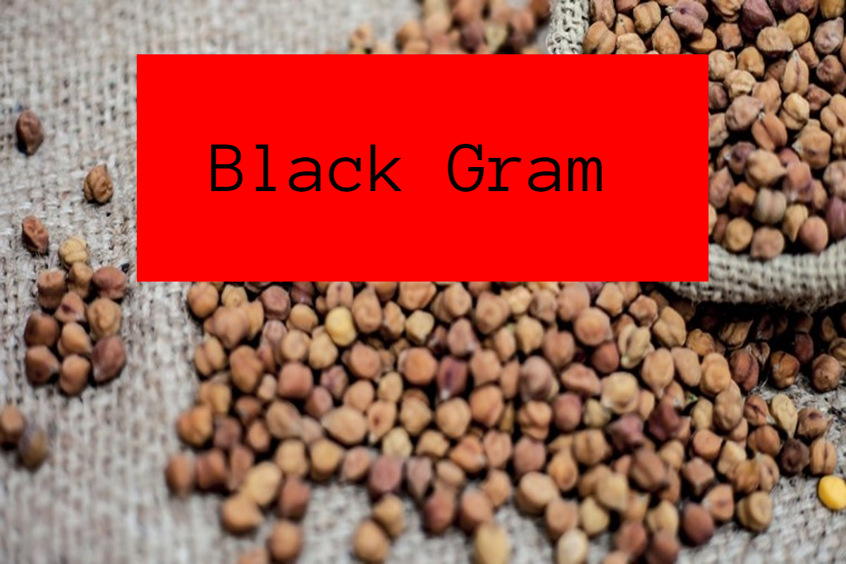 black-gram:-काला-चना-खाने-के-4-सबसे-बड़े-और-अद्भुत-फायदे