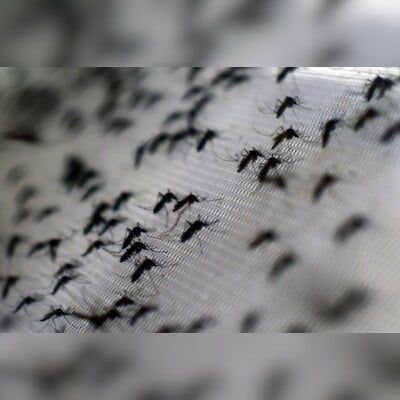 dengue-cases-surging:-here-are-some-common-symptoms-and-precautions