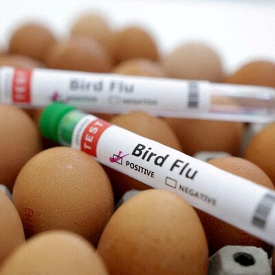 culling,-surveillance-but-no-vaccine-strategy-to-fight-'bird-flu'