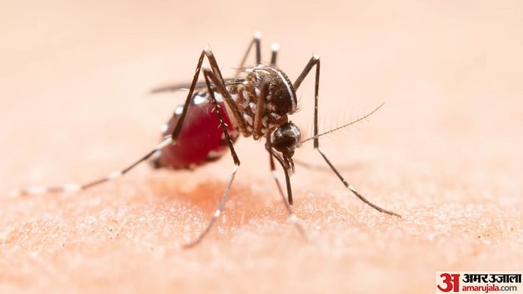 zika-virus:-डेंगू-के-साथ-जीका-संक्रमण-के-भी-बढ़े-मामले,-जानिए-कौन-सा-ज्यादा-खतरनाक-और-कैसे-करें-अंतर?