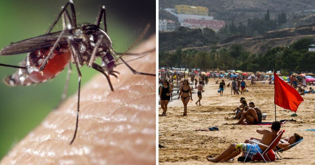 urgent-warning-issued-as-deadly-tiger-mosquitoes-invade-popular-holiday-hotspot