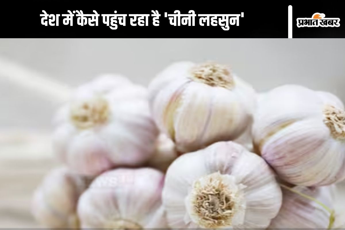 chinese-garlic-:-कहीं-आप-'चीनी-लहसुन'-तो-नहीं-खा-रहे?-कोर्ट-ने-पूछा-देश-में-कैसे-आ-रहा-है-चाइनीज-लहसुन,-जानें-अंतर